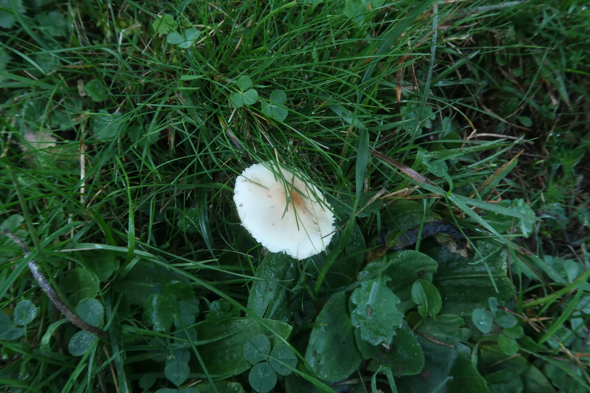Lepiota oreadiformis - 1 - IMG_9980